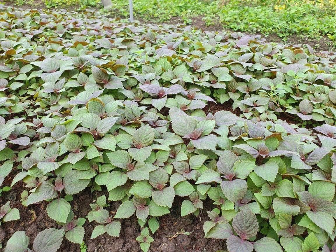 2000 Vietnamese Perilla Seeds - La Tia to - AKA. Shiso Seeds, Perilla Frutescens, Beefsteak Plant, Asian Mint Thai Basil Seeds, Asian Herb, Microgreens/Micro Herbs, Heat & Drought Tolerant