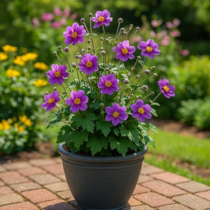 Perennial Farm Anemone x Hybrida 'Pamina' – Live Windflower in #1 Container, Semi-Double Deep Rose-Pink Blooms, Long Blooming, Deer Resistant, Perfect for Borders, Shade & Pollinator Gardens
