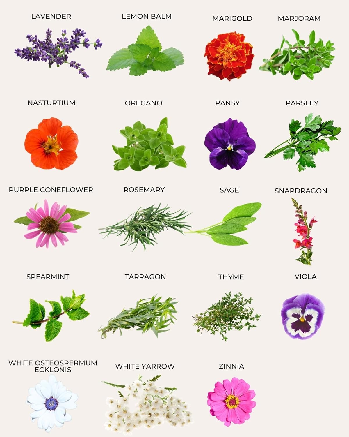 35 Tactiko Edible Flower & Herb Seeds Kit Variety - USA Grown Heirloom Non-GMO Open-Pollinated Seeds for Planting - Indoor Outdoor Gardening - Survival Long-Term Storage - Resealable Mylar Bag