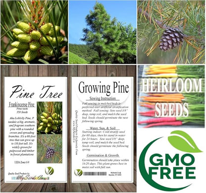 Cedar, Dogwood, Pine, Redwood, Spruce, Tree Seed by MySeeds.Co, You Choose The Color n Quantity (1 Pack, Frankincense Pine - Big Pack)
