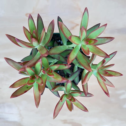 Sprout N Green Sedum Adolphi 'Firestorm', Live Succulent Fully Rooted in 4 inch Nursery Planter Pots with Soil, House Plant for Home Office Wedding Decoration DIY Projects Party Favor