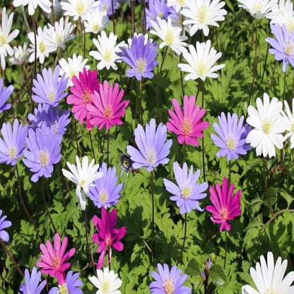 Amazing Deal! Anemone Blanda “Fireworks” – Colorful Perennial Flower Bulbs | Shade-Loving Windflowers in Purple, White, Pink & Blue | Attracts Butterflies & Bees | Zones 3–8 - (30 Bulbs)