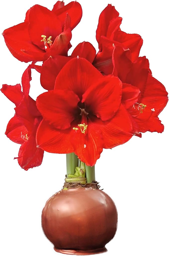 Waxed Amaryllis Bulb – Bronze Wax, Sovereign Blooms – Extra Large, No Water Needed, Fall Flower Décor & Gift-Ready