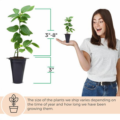 Pink Lemonade Blueberry (Reka)