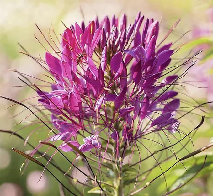 Mauve Queen Cleome - Spider Plants - Nectar Flower for Monarch Butterflies - 1000 Seeds