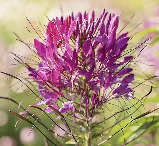 Mauve Queen Cleome - Spider Plants - Nectar Flower for Monarch Butterflies - 1000 Seeds