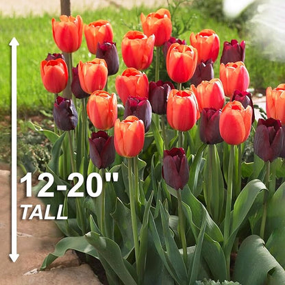Garden State Bulb Maroon and Orange Mix Triumph Tulip Flower Bulbs, 12/+ cm, Fall Planting (Bag of 50)