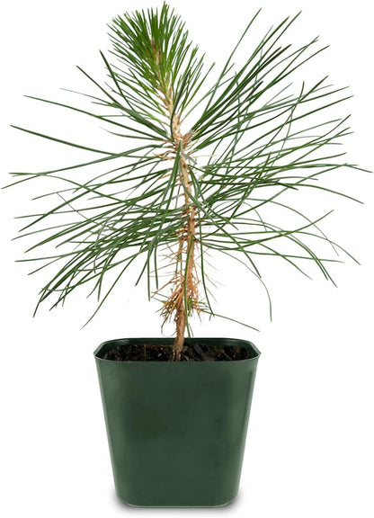 My Shelfie - Japanese Black Pine Bonsai Tree, 3-5-Inch Tall Bonsai Tree Live, Live Plants for Outdoor or Indoor Garden, Mini Tree in 2-Inch Pot (3)