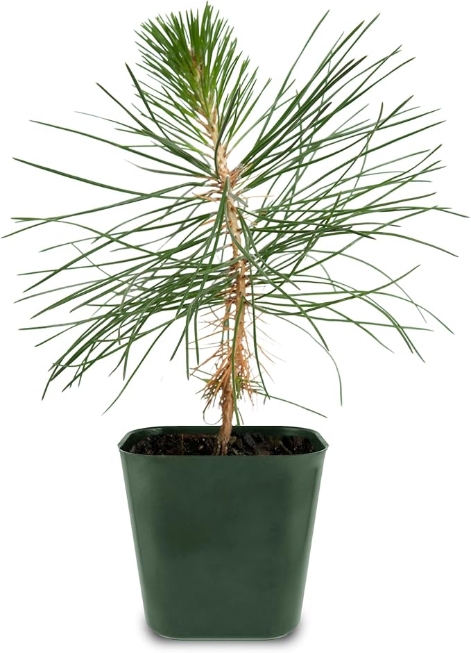 My Shelfie - Japanese Black Pine Bonsai Tree, 3-5-Inch Tall Bonsai Tree Live, Live Plants for Outdoor or Indoor Garden, Mini Tree in 2-Inch Pot