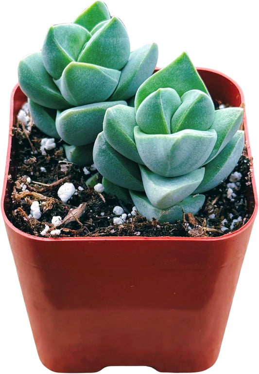 Succulents Plants Live 2inch Live Mini Succulent Plants, Easy Care House Plants Rooted in Succulent Soil Mix, by The Succulent Cult (Crassula Moonglow, 2 Inch)