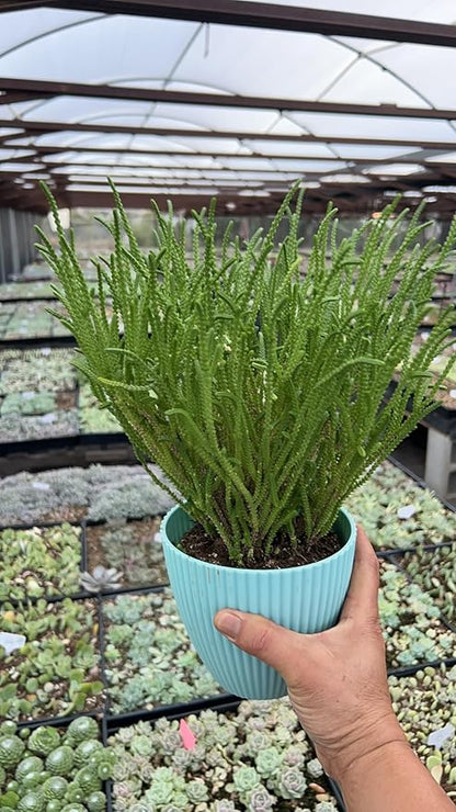 Sprout N Green Watch Chain, Rare Live Crassula muscosa Succulent Plant Fully Rooted in 4" Planter with Soil, Home Office Indoor Outdoor Wedding Decoration DIY Projects Party Favor