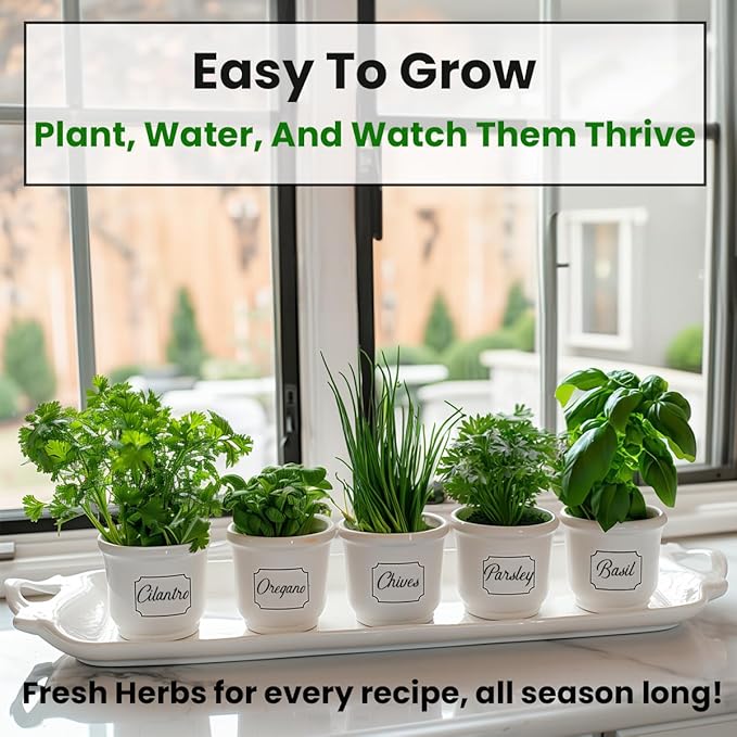 5 Herb Seeds Variety Kit, Oregano, Cilantro, Parsley, Basil, Chives