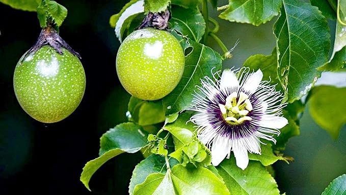 GARDENERA Premium Passion Fruit Potting Soil Mix - Perfect Balance of Nutrients, Drainage, and Aeration for Thriving Passion Fruit Vines - 10 Quart