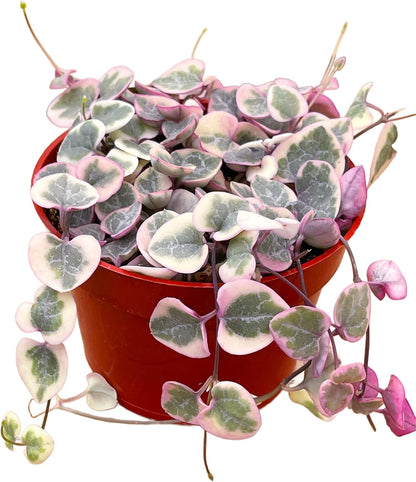 Succulents Plants Live 2inch Live Mini Succulent Plants, Easy Care House Plants Rooted in Succulent Soil Mix, by The Succulent Cult (Variegated String of Hearts, 4 Inch)