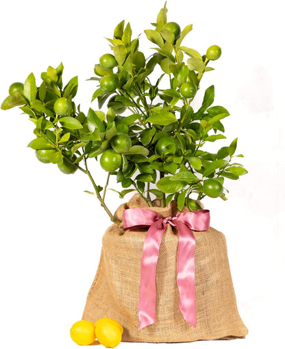 Mother's Day Meyer Lemon Gift Tree, Dwarf Fruit Tree with Juicy Sweet Lemons, Thoughtful Mothers Day Present, NO Ship to TX, LA, AZ, AL and CA