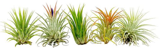 ragnaroc Air Plants - Tillandsia Ionantha Pack, Regular 1-3" - 5ct - Live Arrival Guaranteed - House Plants for Home Decor & Gift