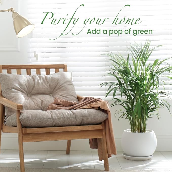 American Plant Exchange Live Areca Palm – 10-Inch Pot – Tropical Indoor Houseplant with Lush Feathery Fronds, Pet-Friendly Easy Care Plant for Homes, Offices, Patios & Decorative Containers