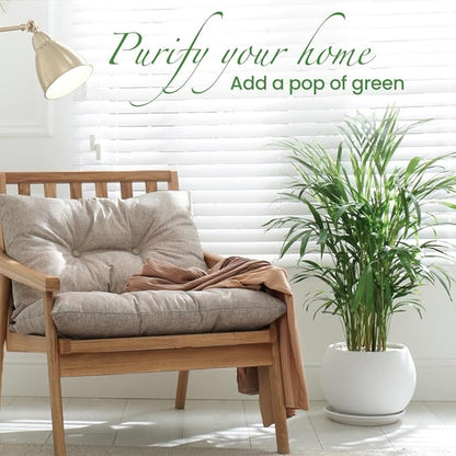 American Plant Exchange Live Areca Palm – 10-Inch Pot – Tropical Indoor Houseplant with Lush Feathery Fronds, Pet-Friendly Easy Care Plant for Homes, Offices, Patios & Decorative Containers