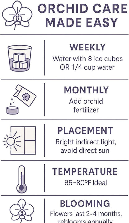 Live Yellow Double Stem Phalaenopsis Orchid Plant with Citrine Quartz - Premium Flowering Houseplant for Home Office Decor, Easy Care Live Plant