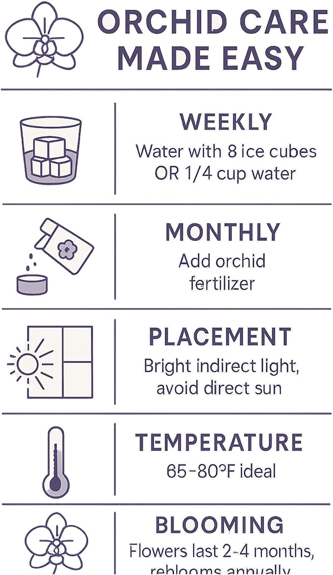Live Purple and Yellow Double Stem Phalaenopsis Orchid Plant with Citrine and Amethyst - Premium Dual-Color Flowering Houseplant, Easy Care Live Plant