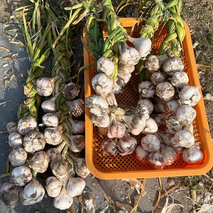 1 Pound Garlic for Planting in Fall Mix Random Softneck Hardneck, 8-10 Assorted Garlic Bulbs for Planting, Fresh and High Yield Bulb Variety Pack, Hardy and Fast Growing