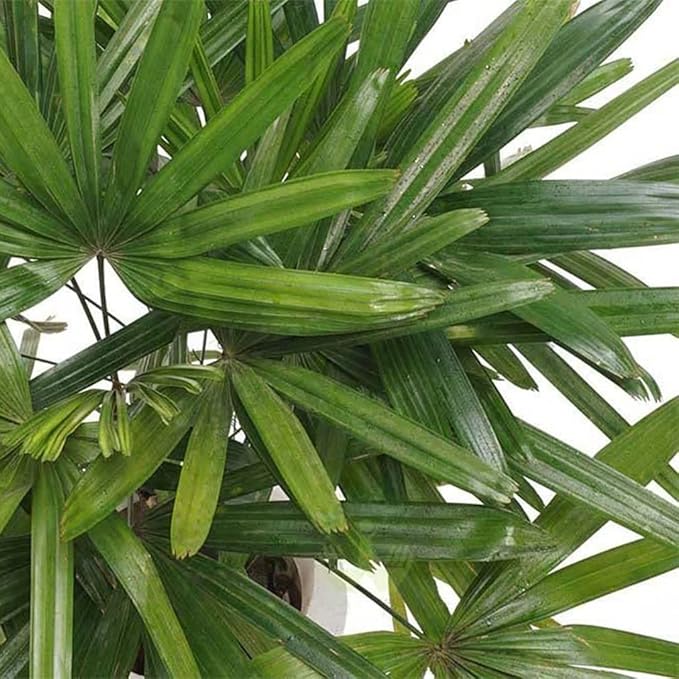 American Plant Exchange Lady Palm – 10-Inch Pot – Live Easy Care Indoor Houseplant, Air-Purifying, Low-Light Tropical Palm for Home, Office, Apartment, and Indoor Décor