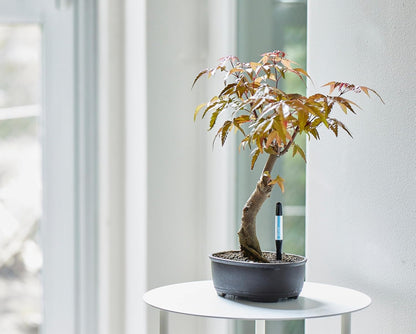 Sustee Aquameter - Small - Black - Bundle of 12 - Leave-in Soil Moisture Meter for Potted Plants - Plant Water Sensor - Refillable