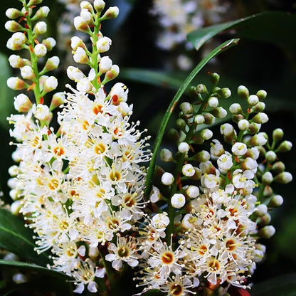 Mediterranean Bay Leaf, Bay Laurel Live Plant. Standard Variety - Laurus Nobilis. Live Plant. Fragrant, Fresh, Edible. Best for Ground Planting Outdoor. (2 Bay Laurel Plants in Sac)