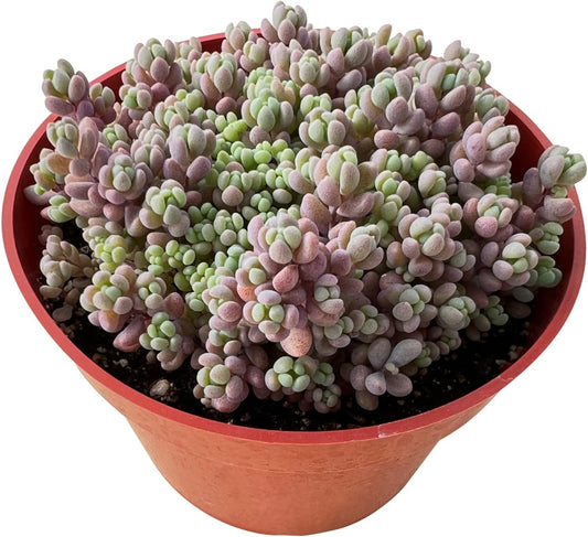 Sprout N Green 4" Sedum Dasyphyllum 'Minor', Live Succulent Fully Rooted in Pots, Rare House Plant for Home Office Indoor Outdoor Wedding Decoration, DIY Projects, Party Favor