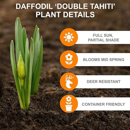 Garden State Bulb Narcissus Tahiti Double Daffodil Flower Bulbs, 16/18cm, Fall Planting (Bag of 25)