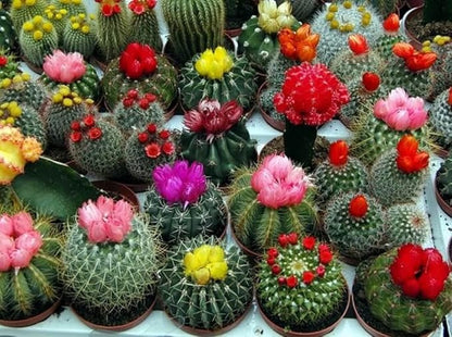 Cactus Exotic Mix Seeds – Unique & Colorful Cacti Varieties | Perennial | Drought-Tolerant & Easy to Grow | Indoor & Outdoor
