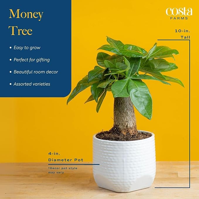 Costa Farms Money Tree, Small Easy to Grow Live Indoor Plant, Live Houseplant in Indoor Plant Pot, Bonsai Potted in Potting Soil, Birthday, Housewarming, Tabletop and Office Home Decor, 10-Inches Tall