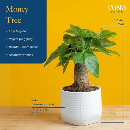 Costa Farms Money Tree, Small Easy to Grow Live Indoor Plant, Live Houseplant in Indoor Plant Pot, Bonsai Potted in Potting Soil, Birthday, Housewarming, Tabletop and Office Home Decor, 10-Inches Tall