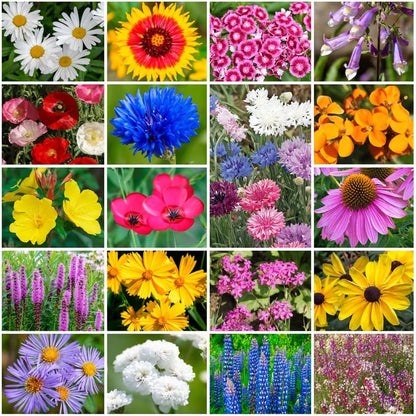 Park Seed Grow Your Own Vibrant Annual and Perennial Wildflower Garden Seeds Mixture, Easy to Grow Varieties for Pollinators and Spring Gardens - Northeast Regional Mix, 5 lbs