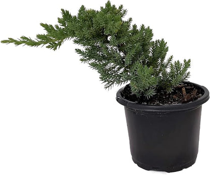Japanese Juniper Bonsai Tree - 4" Pot - Juniperus procumbens - Nana