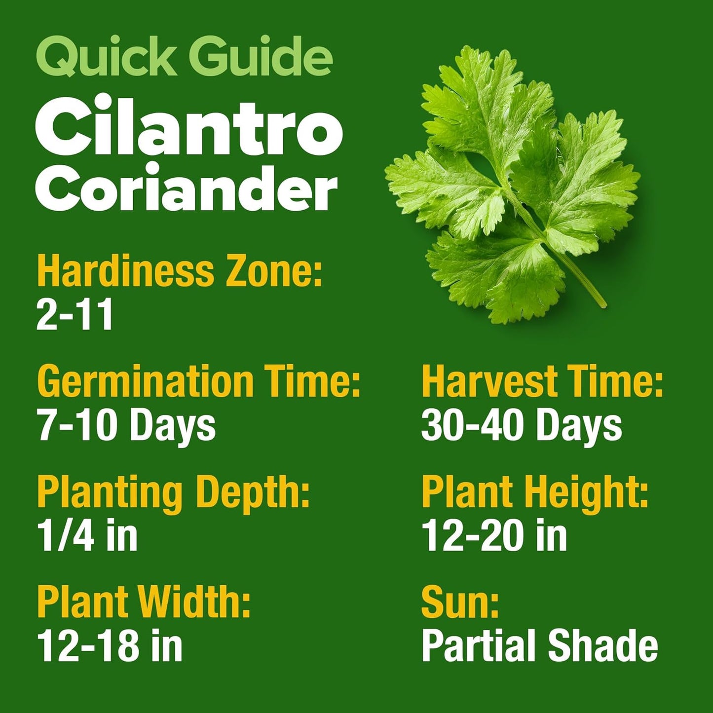 HOME GROWN 𝗨𝗦𝗔 𝗣𝗥𝗘𝗠𝗜𝗨𝗠 1000+ Cilantro Seeds for Planting Indoors or Outdoors - Non-GMO Heirloom Herbs, Coriander Plant Seeds, Herb Seeds Collection for Herb Garden (Coriandrum sativum)