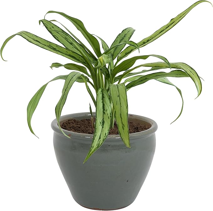 Sunnydaze Large Ceramic Plant Pot - Round Outdoor Glazed Ceramic Planter Pot with Drainage - Chalet - Gray - 14.5"