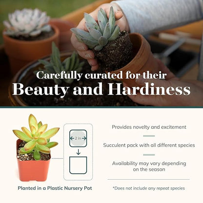 Shop Succulents Collectors Succulent Plant Pack Collection - Live Mini Succulent Plants, Low Maintenance, Colors & Textures - Wedding and Party Favors, Gift & Garden, Pack of 100