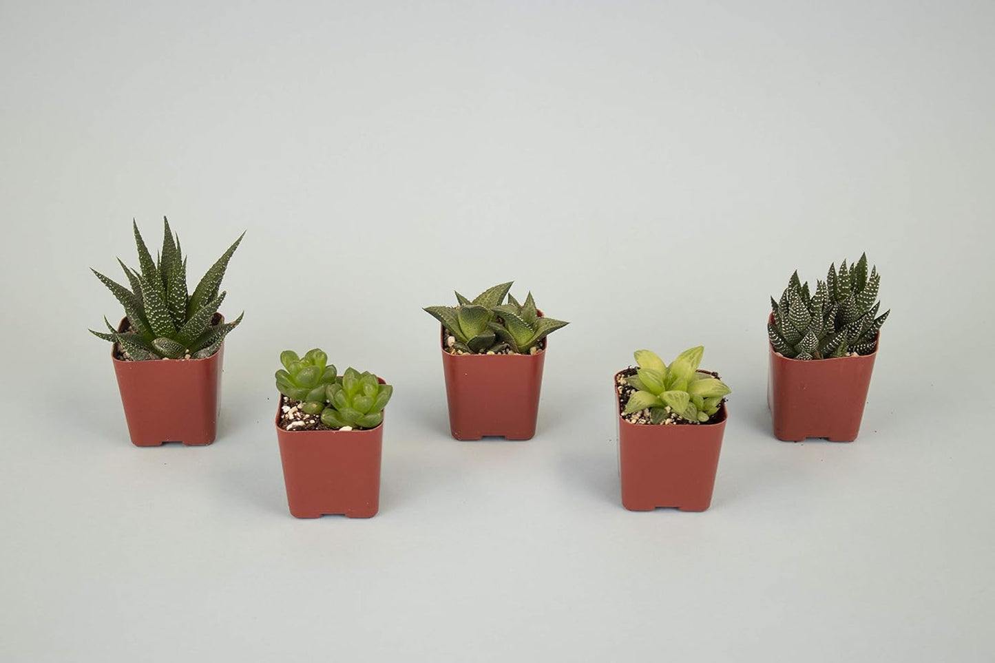 Shop Succulents | Haworthia Collection | Assortment of Hand Selected, Fully Rooted Alluring Miniature Aloe Live Indoor Succulent Plants, 5-Pack