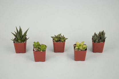 Shop Succulents | Haworthia Collection | Assortment of Hand Selected, Fully Rooted Alluring Miniature Aloe Live Indoor Succulent Plants, 5-Pack