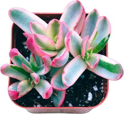 Succulents Plants Live 2inch Live Mini Succulent Plants, Easy Care House Plants Rooted in Succulent Soil Mix, by The Succulent Cult (Crassula 'Candy Cane', 2 Inch)