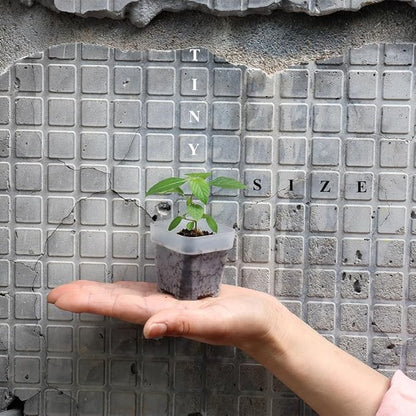 BangQiao 200 Pack 1.95 Inch Tiny Clear Plastic Square Nursery and Seedling Pot, Mini Transplant Seed Starter Planter with Drain Hole for Germination, Herb, Succulent