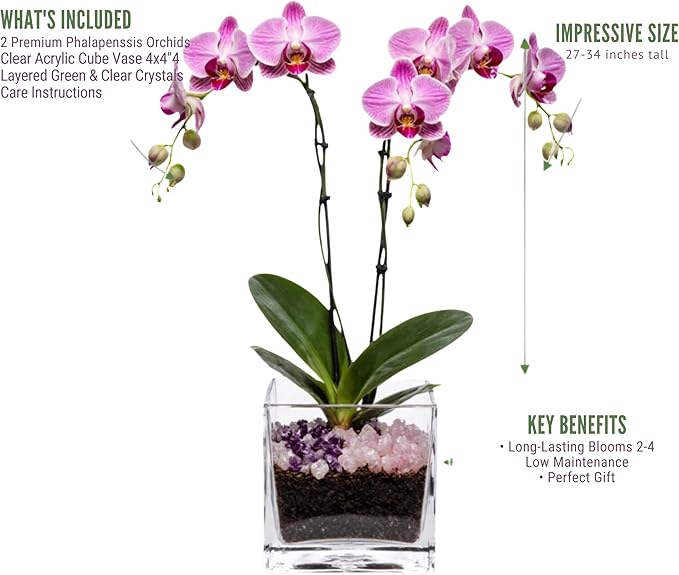 Premium Pink Phalaenopsis Orchid Plant - Live Double Stem with Rose Quartz and Amethyst Crystal - Indoor Flowering Houseplant Gift - Perfect for Birthday Anniversary