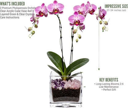 Premium Pink Phalaenopsis Orchid Plant - Live Double Stem with Rose Quartz and Amethyst Crystal - Indoor Flowering Houseplant Gift - Perfect for Birthday Anniversary
