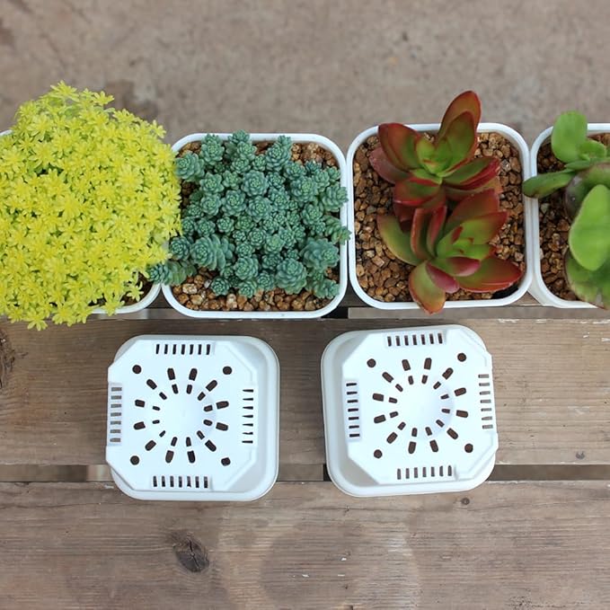 BangQiao 60 Pack 3.15 Inch Small White Plastic Square Nursery and Seedling Pot with Drainage Hole for Germination, Cactus, Herb, Succulent