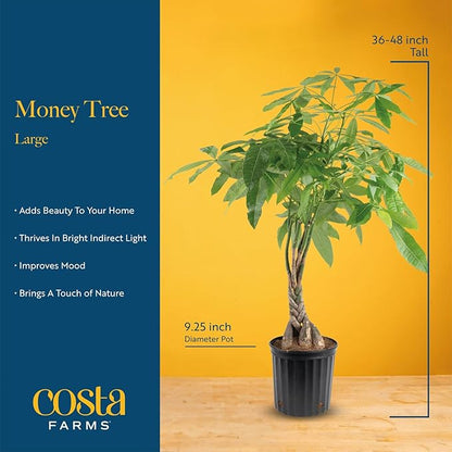Costa Farms Money Tree, Large, Live Indoor Plant, Easy to Grow Pachira House Plant Gift, Home Décor, 3-4 Feet Tall in Nursery Pot