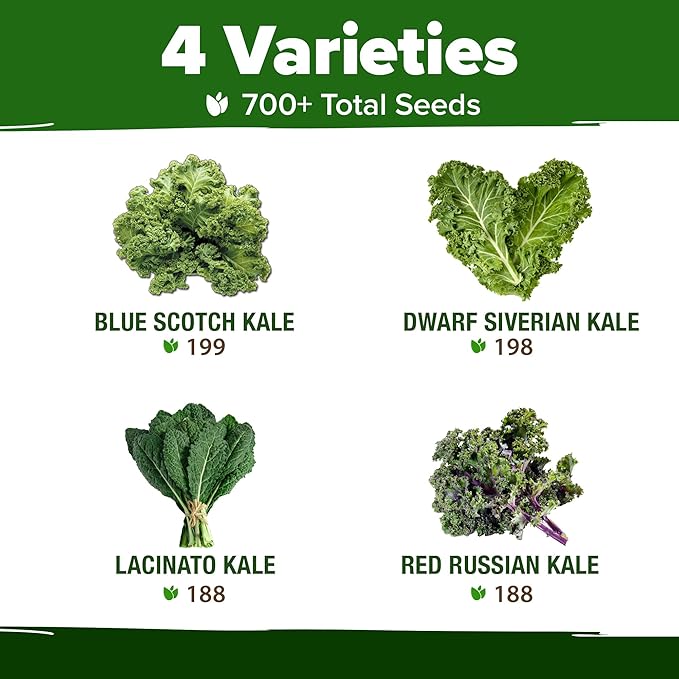 HOME GROWN 𝗨𝗦𝗔 𝗣𝗥𝗘𝗠𝗜𝗨𝗠 Heirloom Vegetable Seeds 𝗡𝗢𝗡-𝗚𝗠𝗢 Vegetable Seeds for Planting Home Garden, Beans, Carrots, Peppers, Cucumber, Kale, Pepper Seeds, Tomato (4 Kale)
