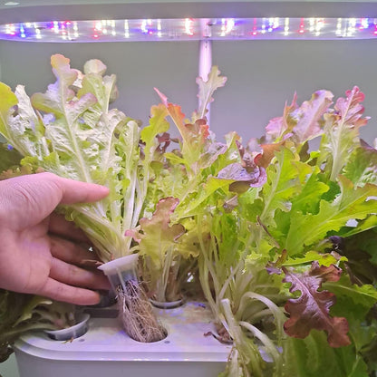 Grow Sponges, Starter Pods Compatible with Aero Garden,Refill Pods for Hydroponic Growing System (100pcs)