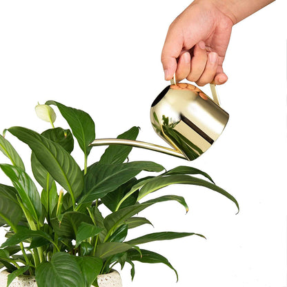 IMEEA Gold Watering Can for Indoor Plants, Orchid, Bonsai - Stainless Steel With Long Spout for House, Desk, Office - 15oz/450ml