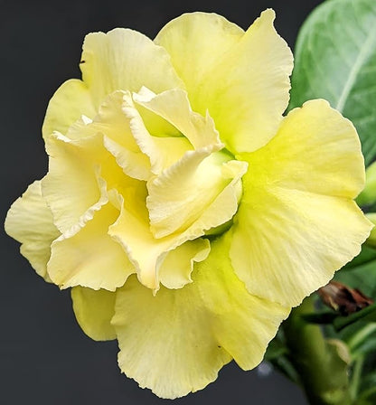 5 Desert Rose Seeds for Planting Mixed Color Ready to Grow Adenium Obesum Seeds Exotic Succulent Colorful Bonsai Plant Tropical Rose Flower Planting Non-GMO Heirloom